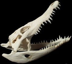 photo du crâne d’un crocodile en vue du dessin 3
