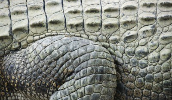 photo des écailles d’un crocodile en vue du dessin