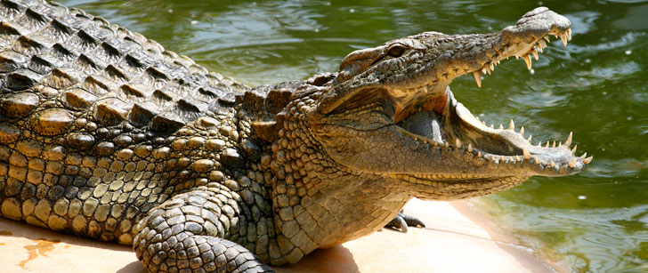 photo de la gueule d’un crocodile en vue du dessin