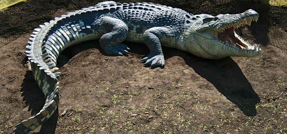 photo de référence pour le dessin de crocodile