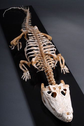 photo du squelette d’un crocodile en vue du dessin