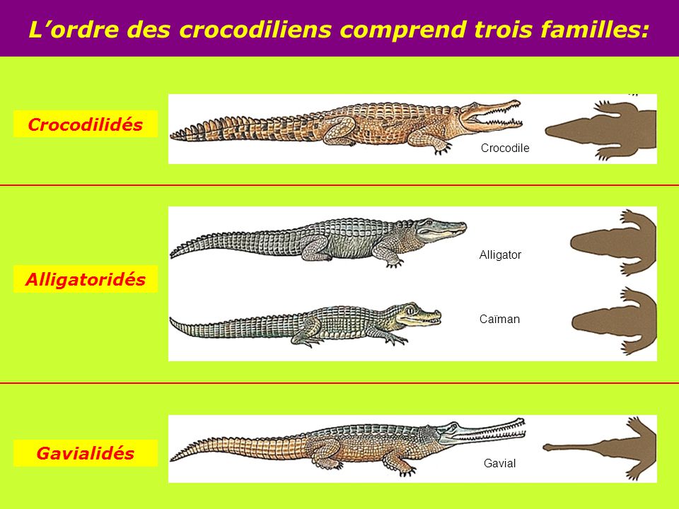 dessin schématique des différentes familles de crocodiles