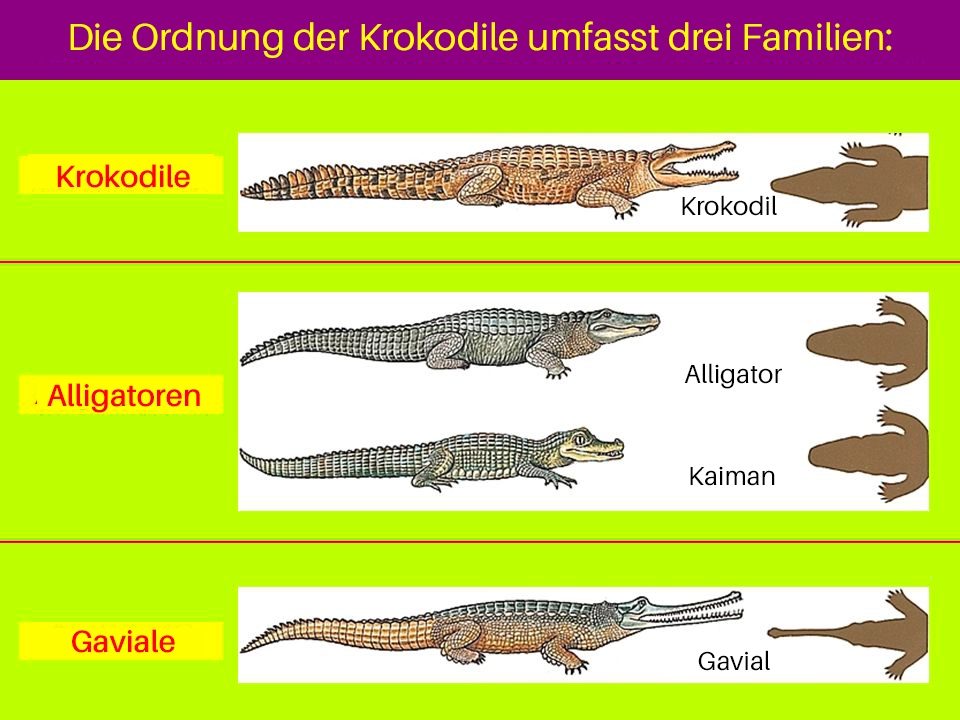 Schematische Zeichnung der verschiedenen Krokodilfamilien