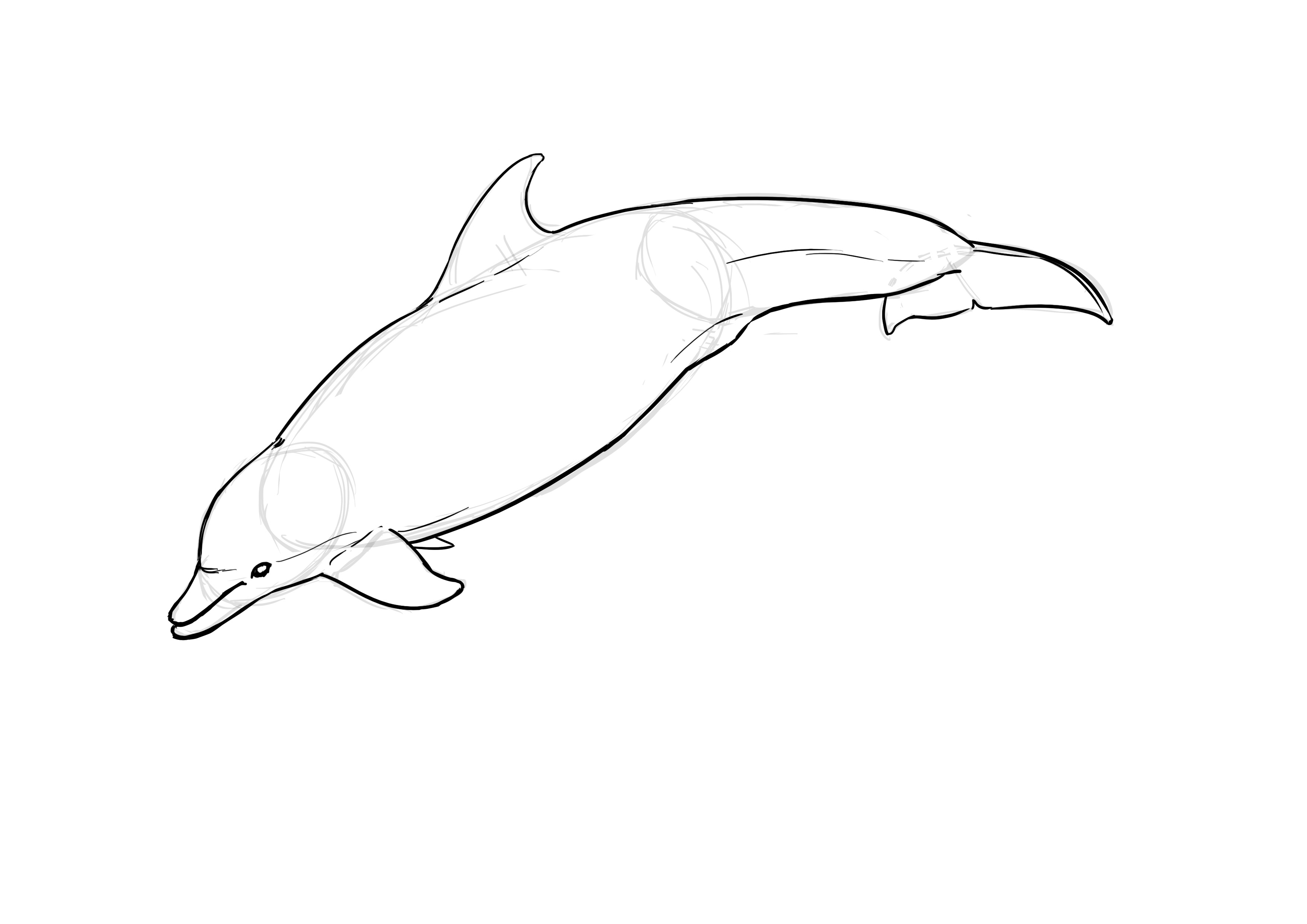 Comment dessiner un dauphin en détail 1
