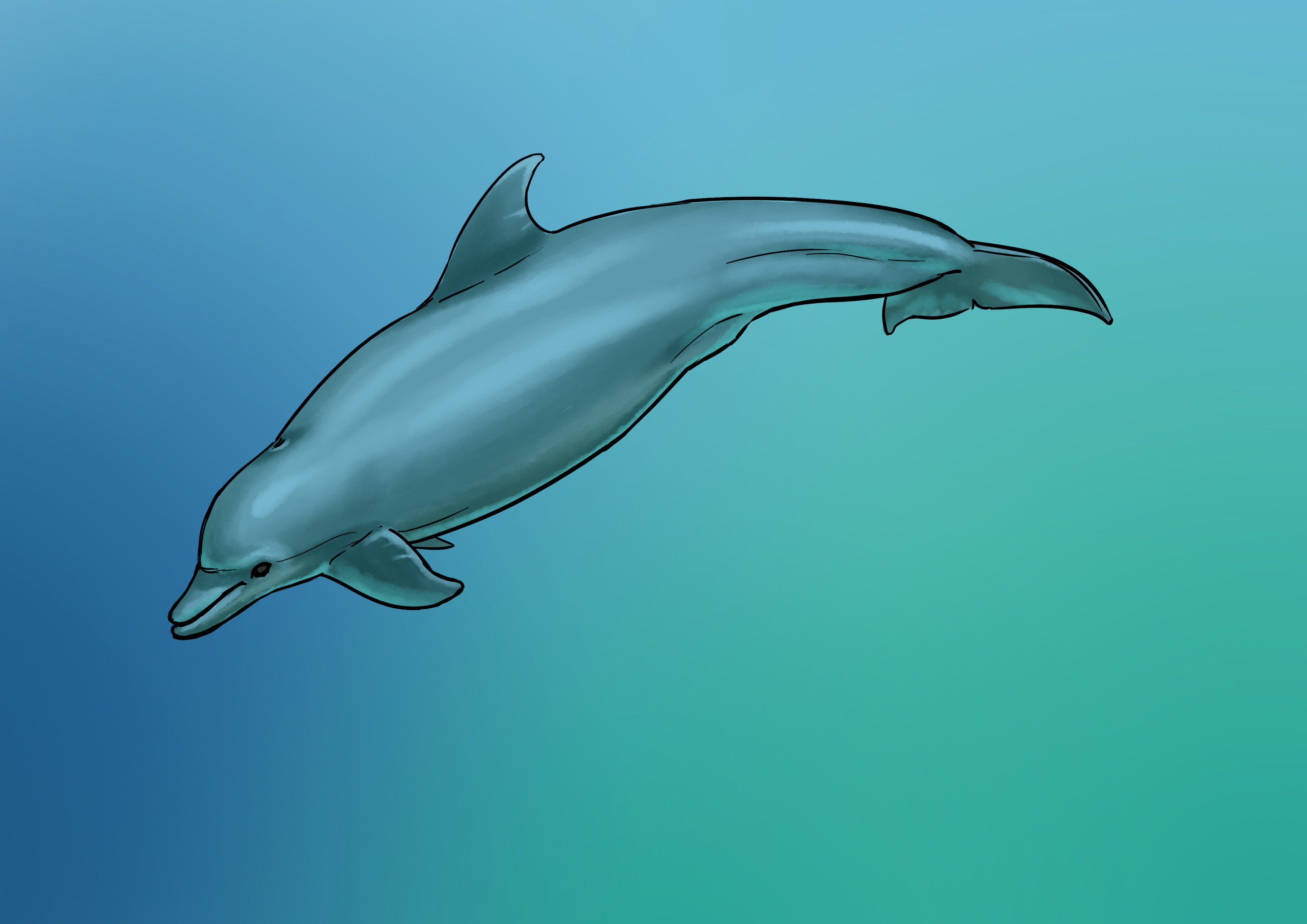 Dessin final du dauphin en couleur