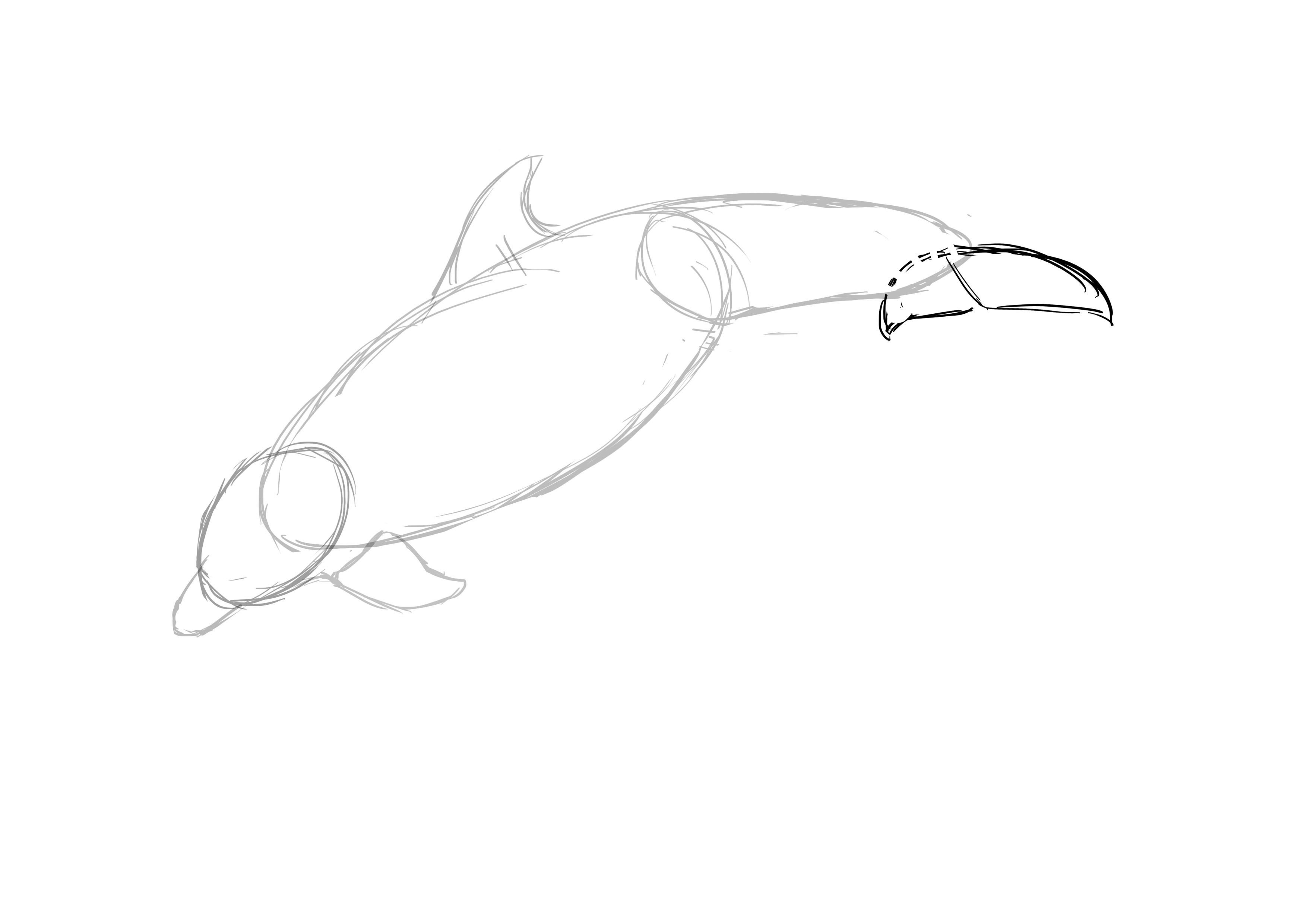 Dessiner la nageoire caudale du dauphin