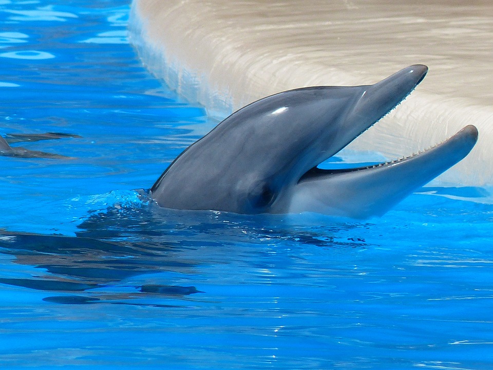 Photo de tête de dauphin