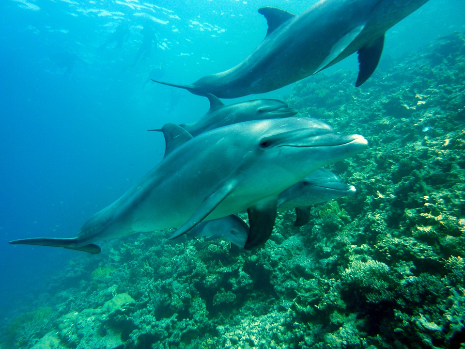 Photo de dauphin dans l'océan