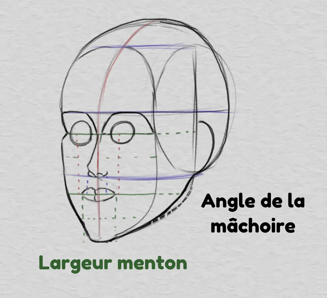 dessiner le menton et les proportions du visage