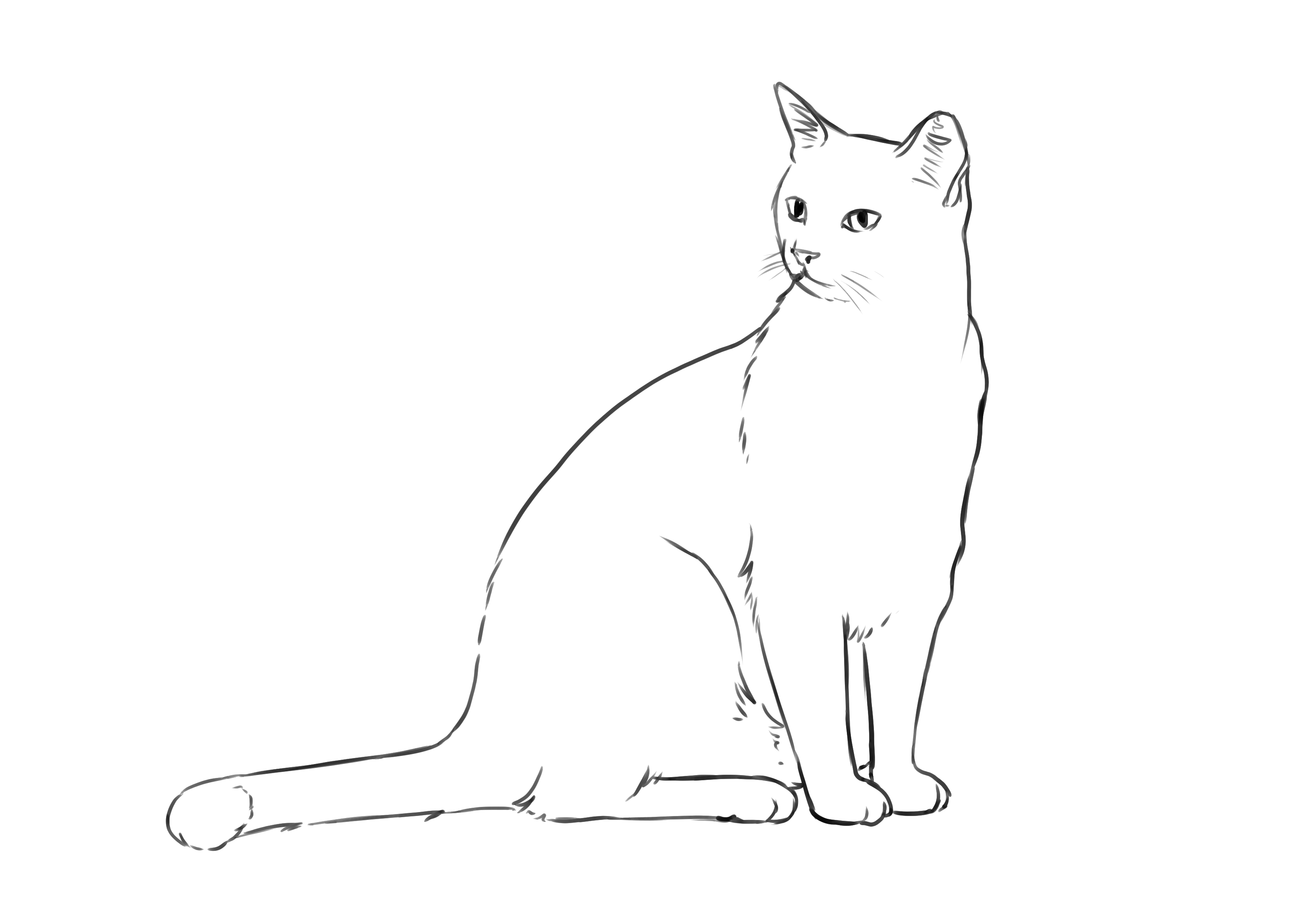 simplifier le dessin de chat