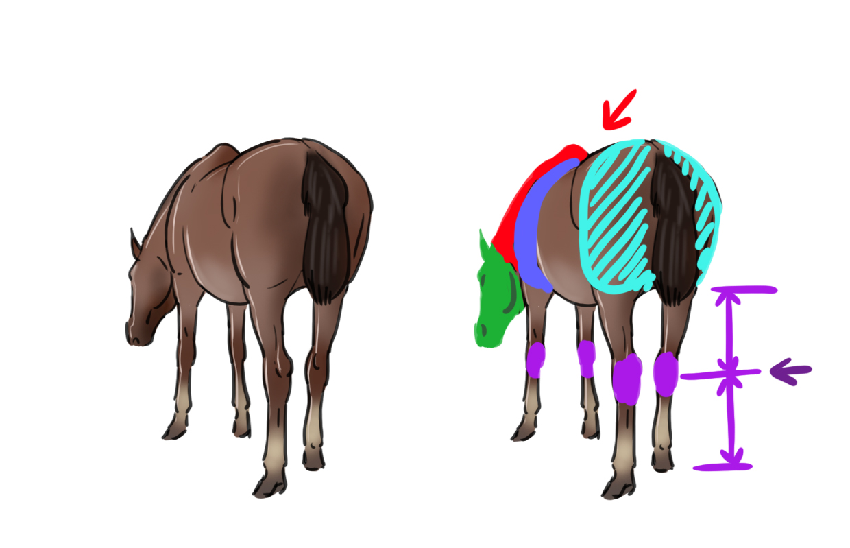 illustration du dessin difficile du cheval 4