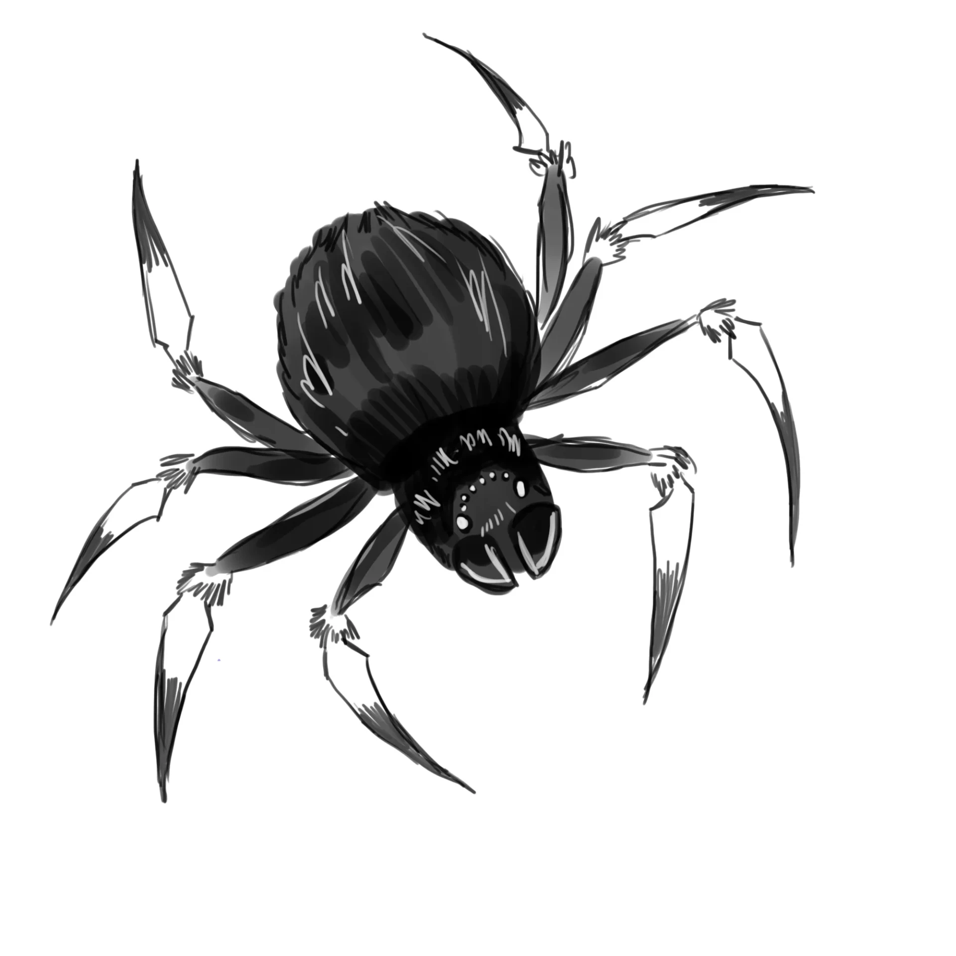 dessiner une araignée