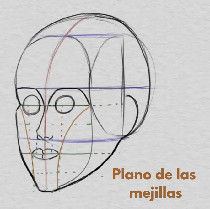 dibujar la barbilla y las proporciones de la cara