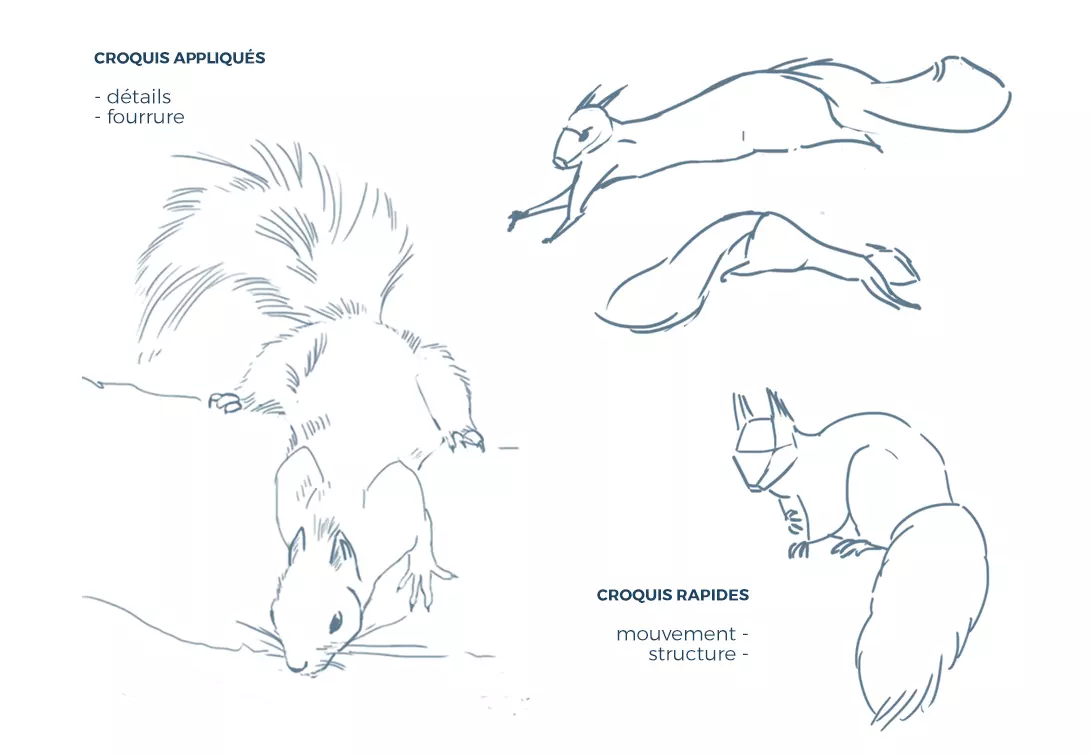 dessiner des croquis d’écureuil 