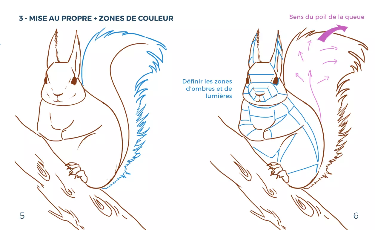 dessin des zones de couleur d’un écureuil
