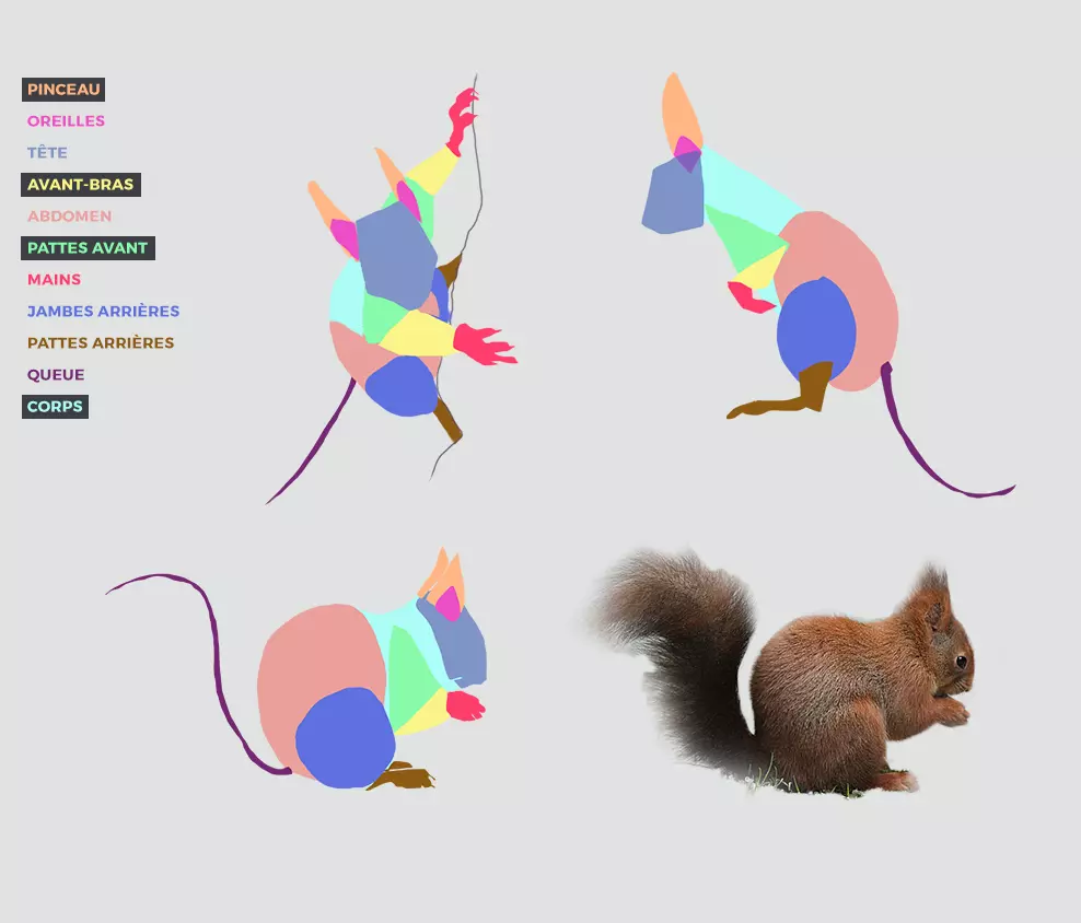 image des postures d’un écureuil 