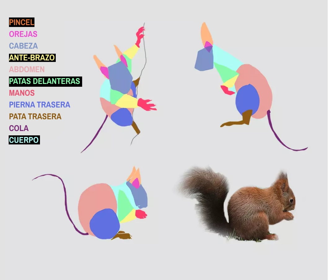 imagen de los diferentes colores de una ardilla