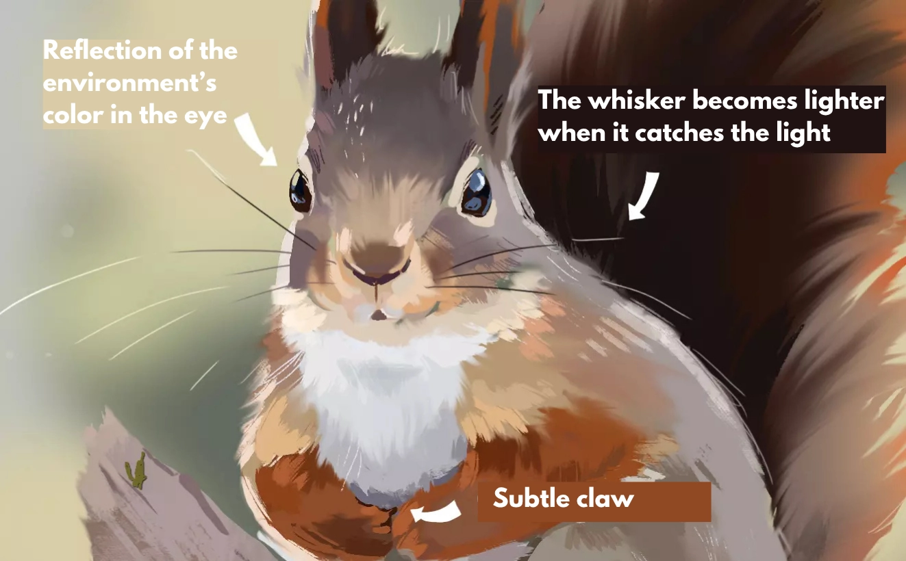 drawing details of a red squirrel