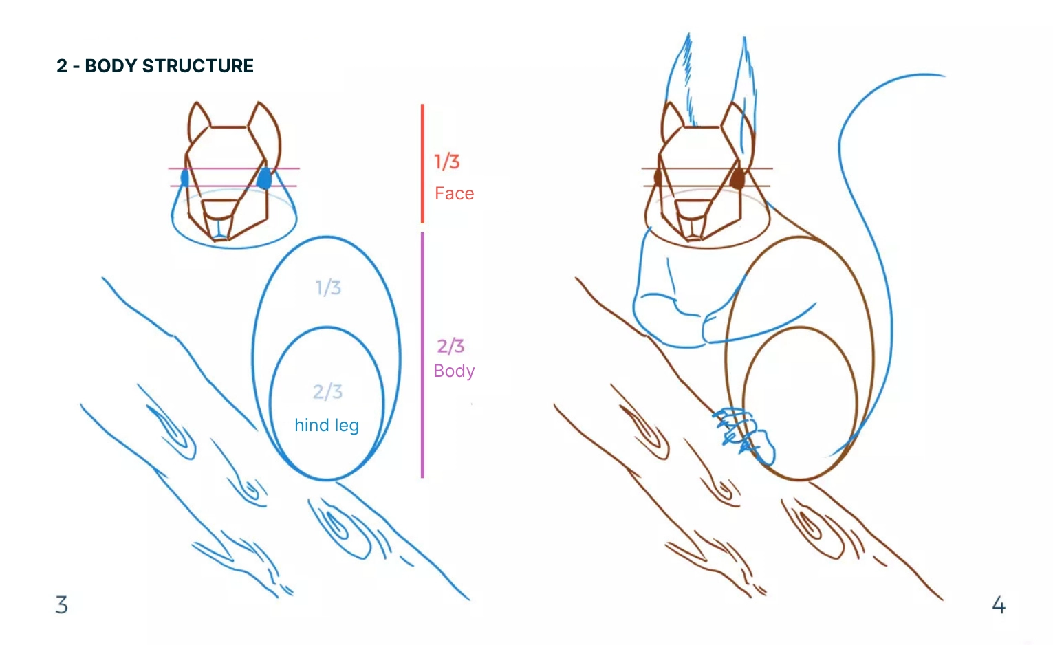 drawing of the body structure of a squirrel