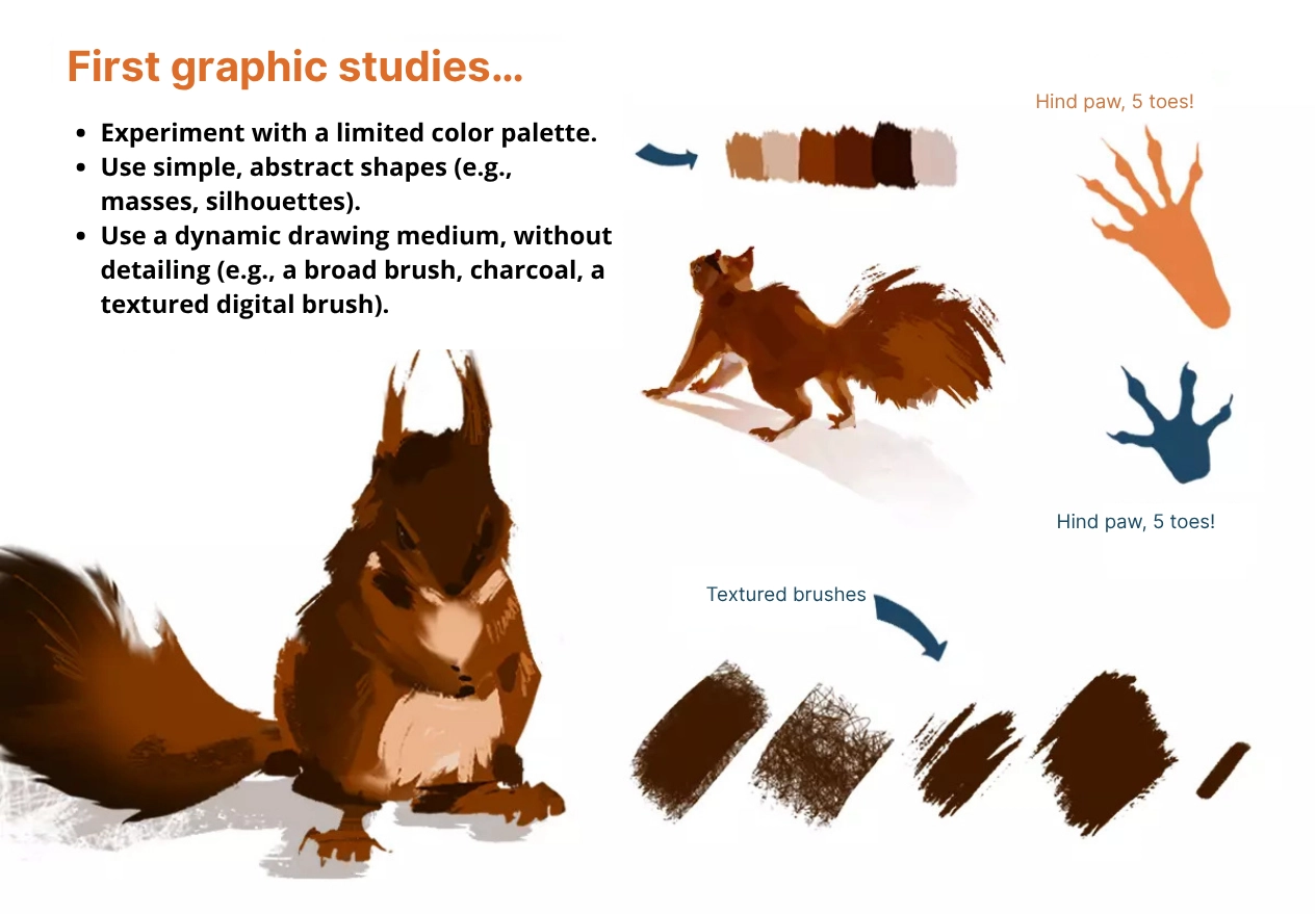 image of the different colors of a squirrel
