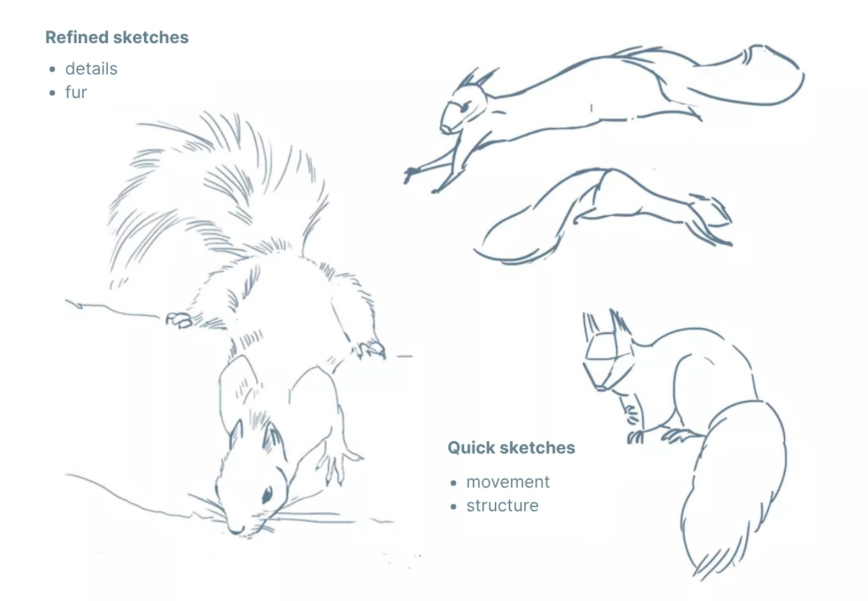 draw squirrel sketches