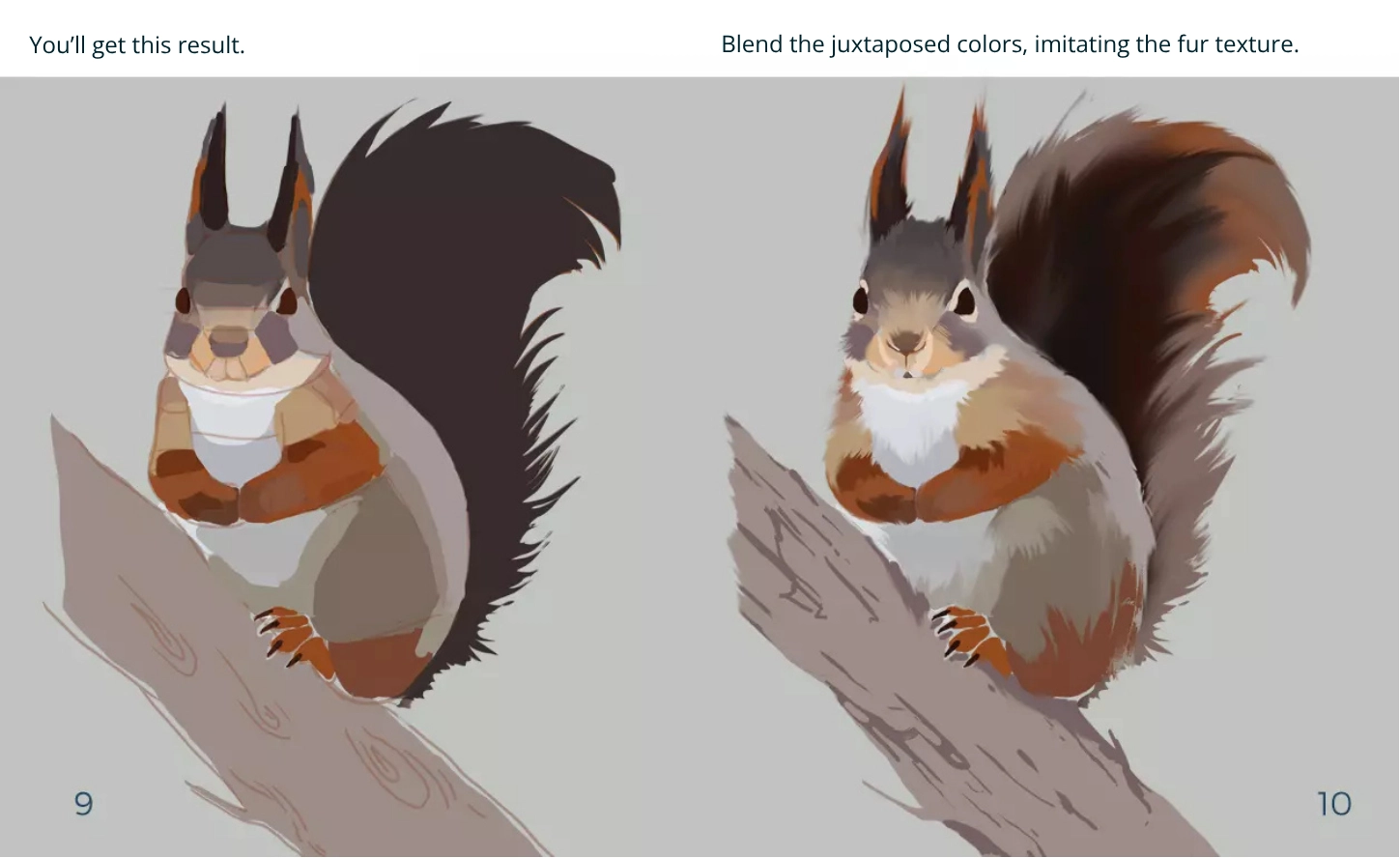 squirrel texture drawing