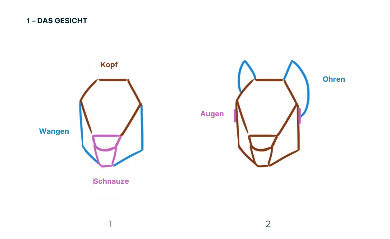 Zeichnung des Körperbaus eines Eichhörnchens