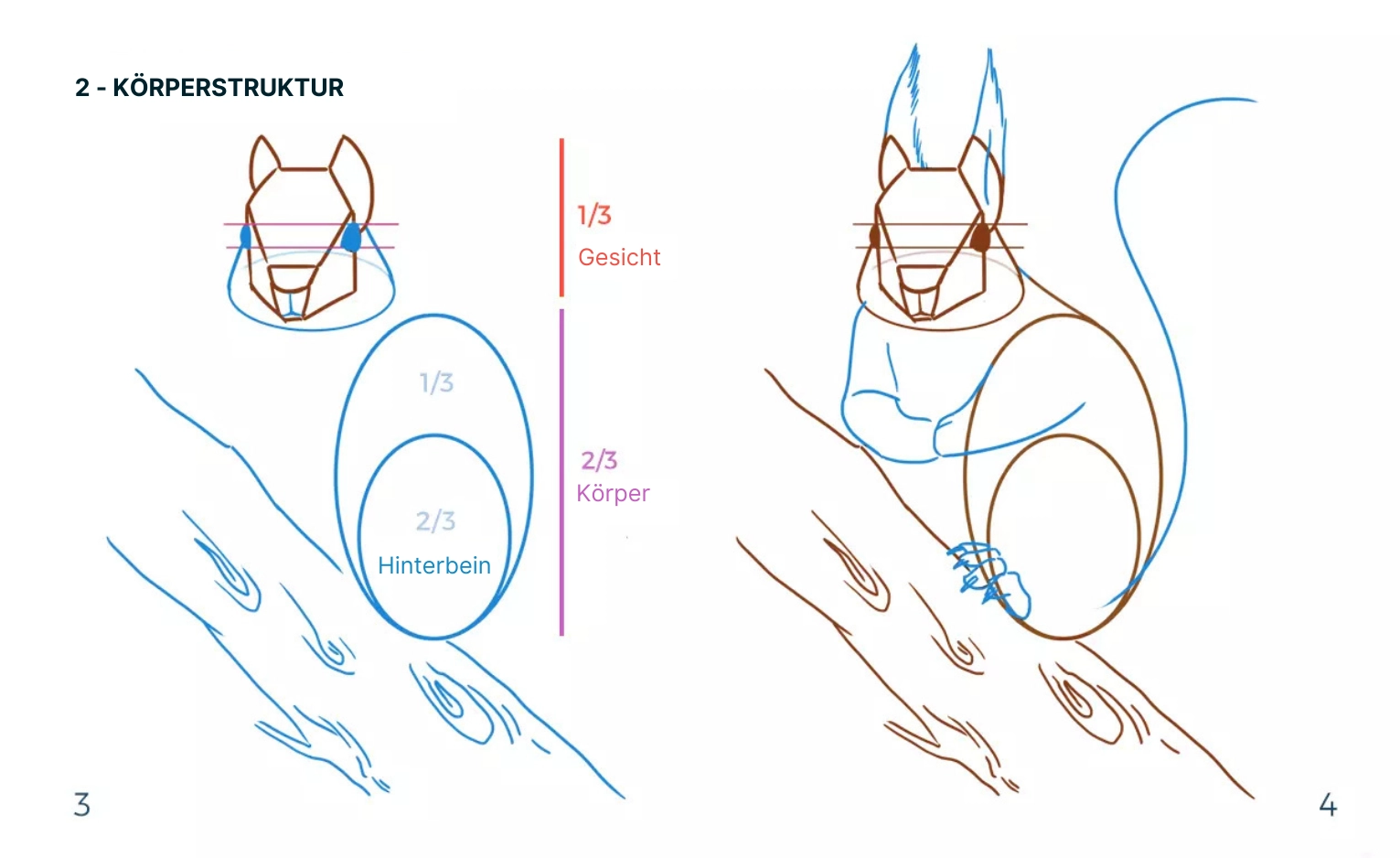 Zeichnung der Farbzonen eines Eichhörnchens