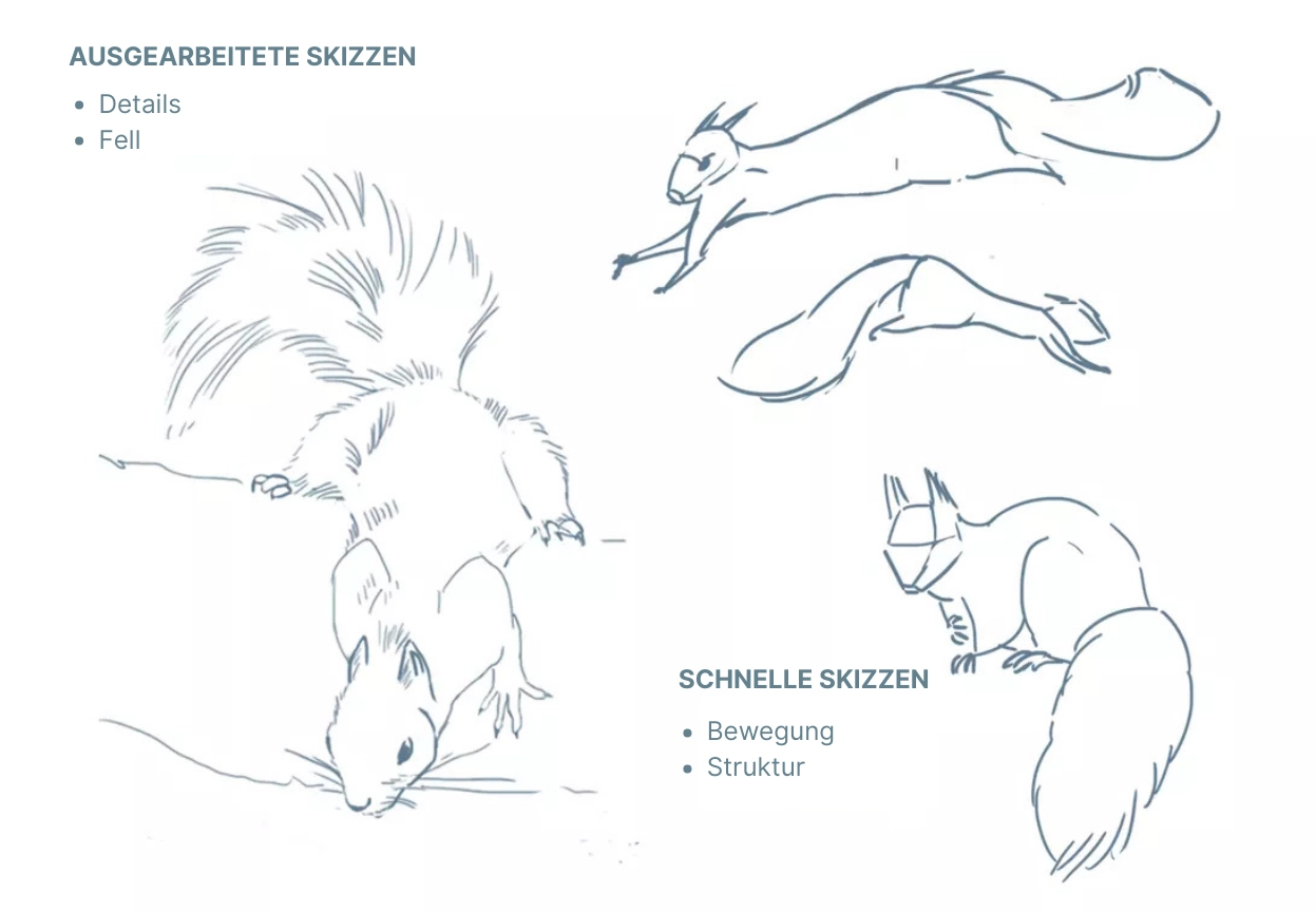 Eichhörnchen-Skizzen zeichnen