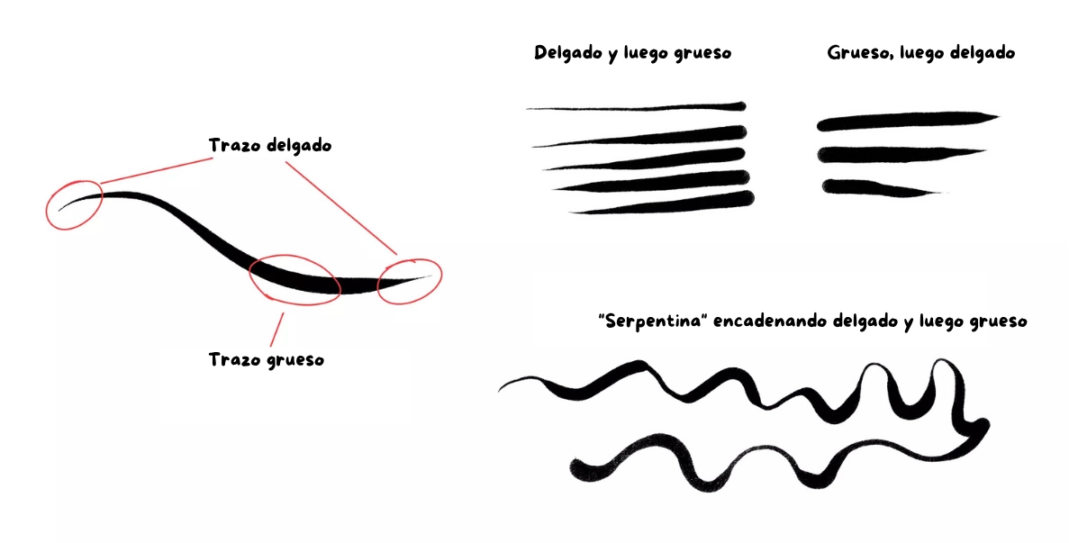 varios grosores de líneas