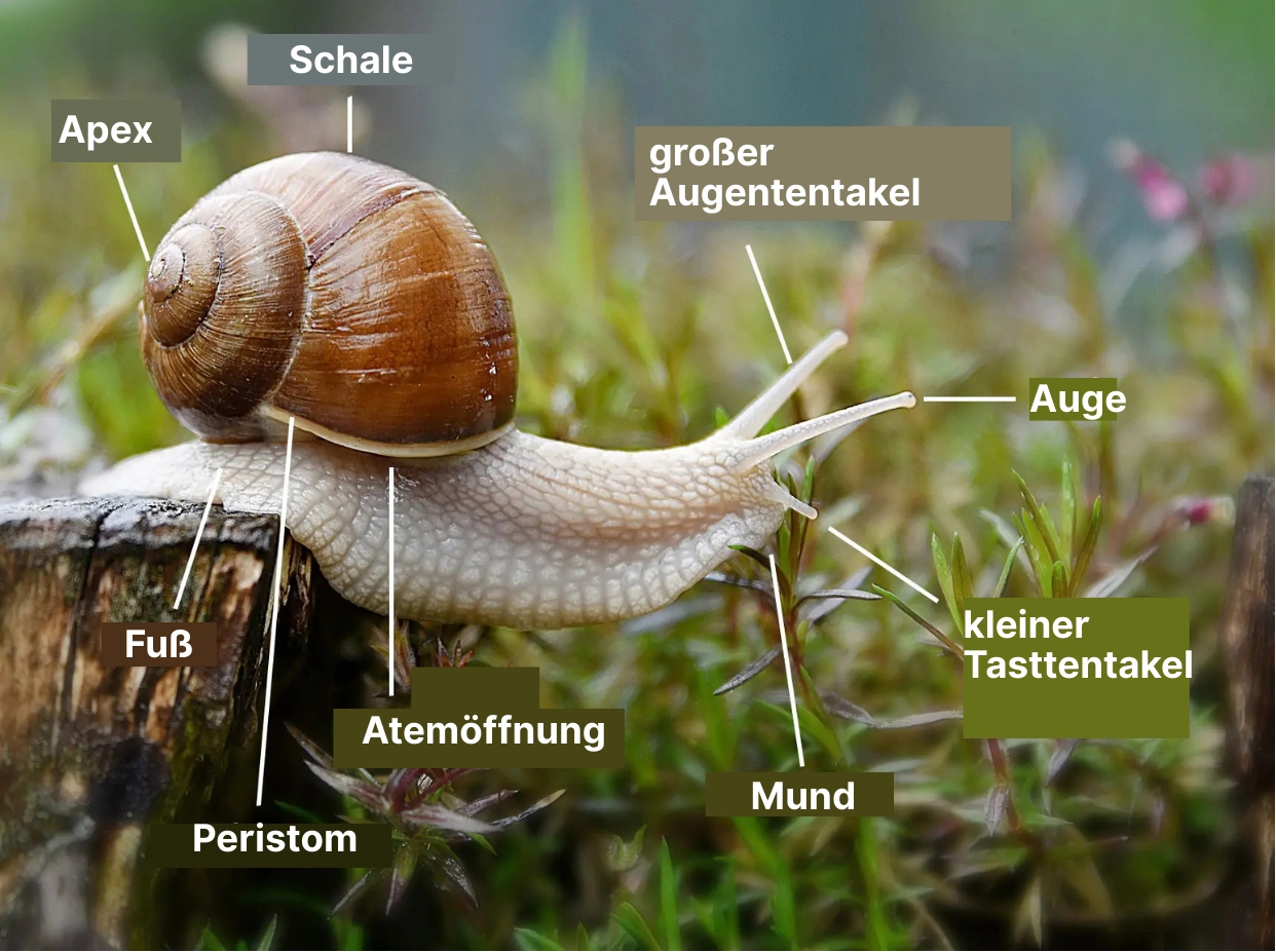 l’anatomie de l’escargot