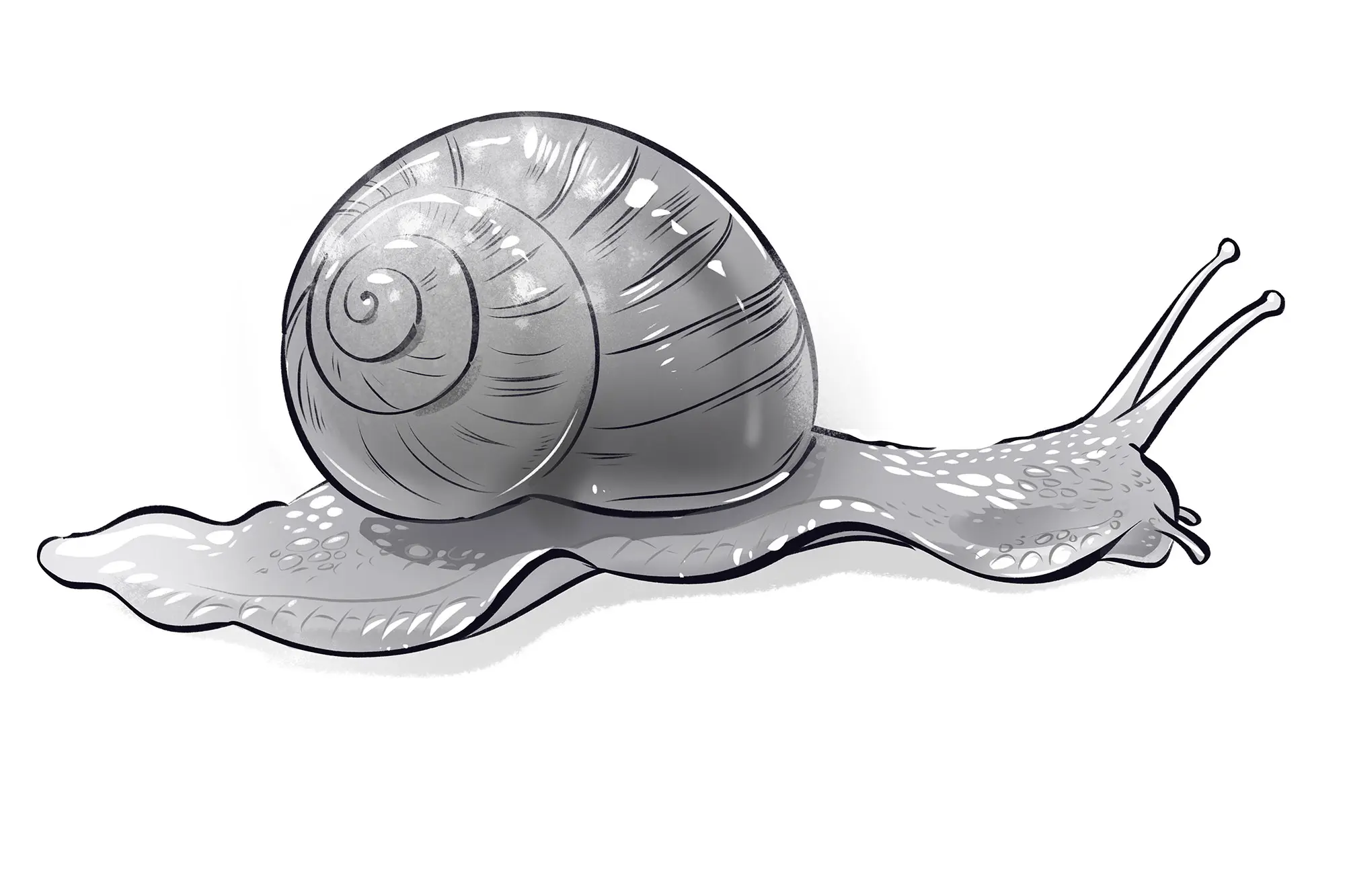 dessin d’un escargot