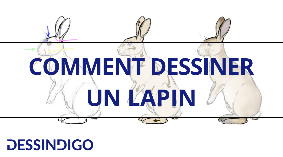 Comment dessiner un lapin