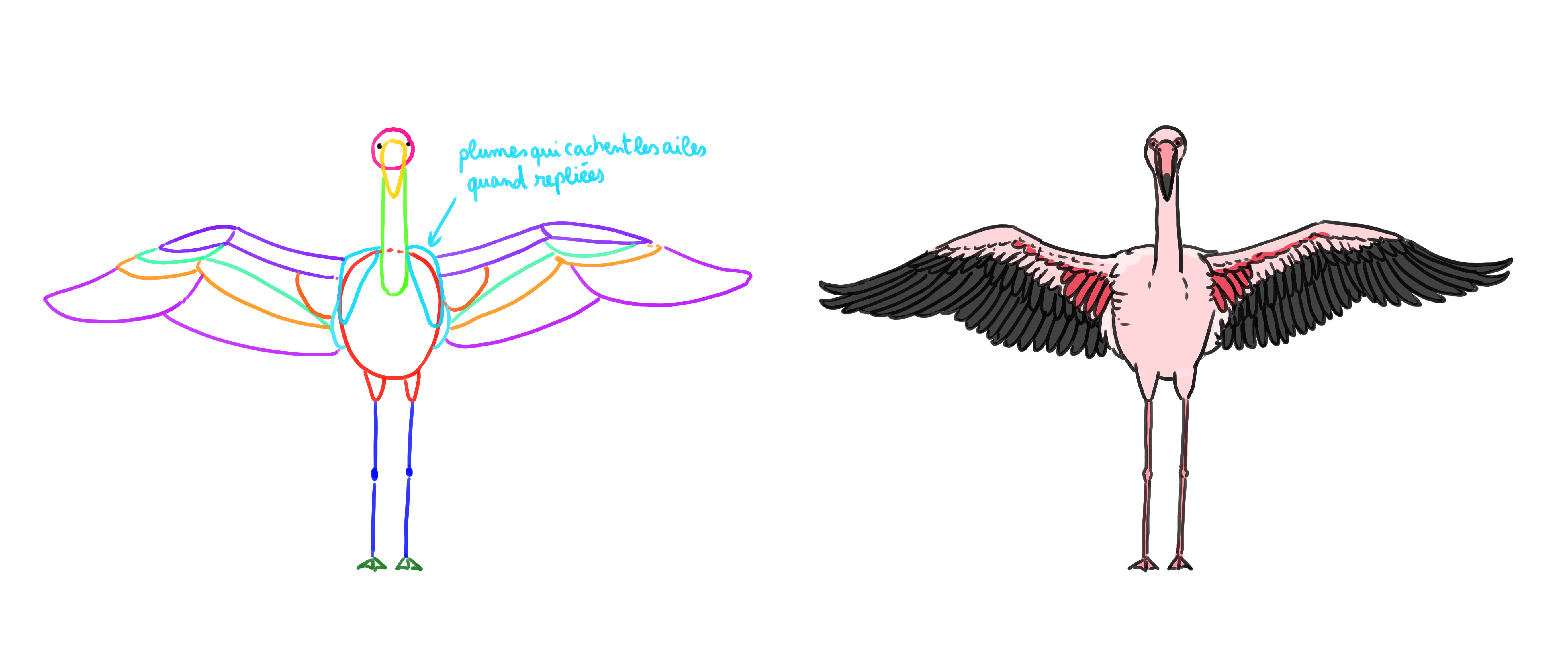 dessiner les ailes d’un flamant rose de face