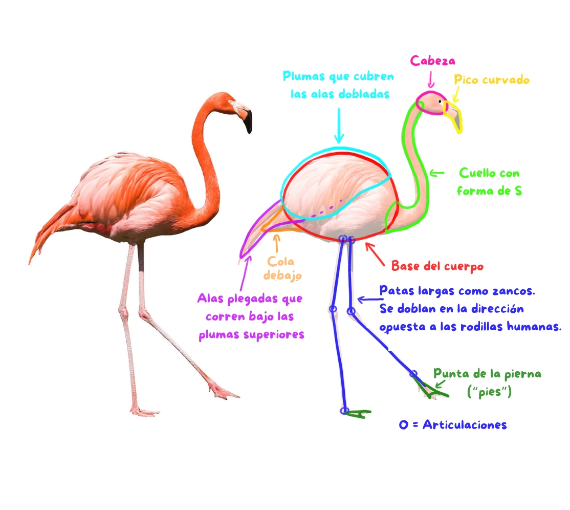 diagrama de un flamenco rosa
