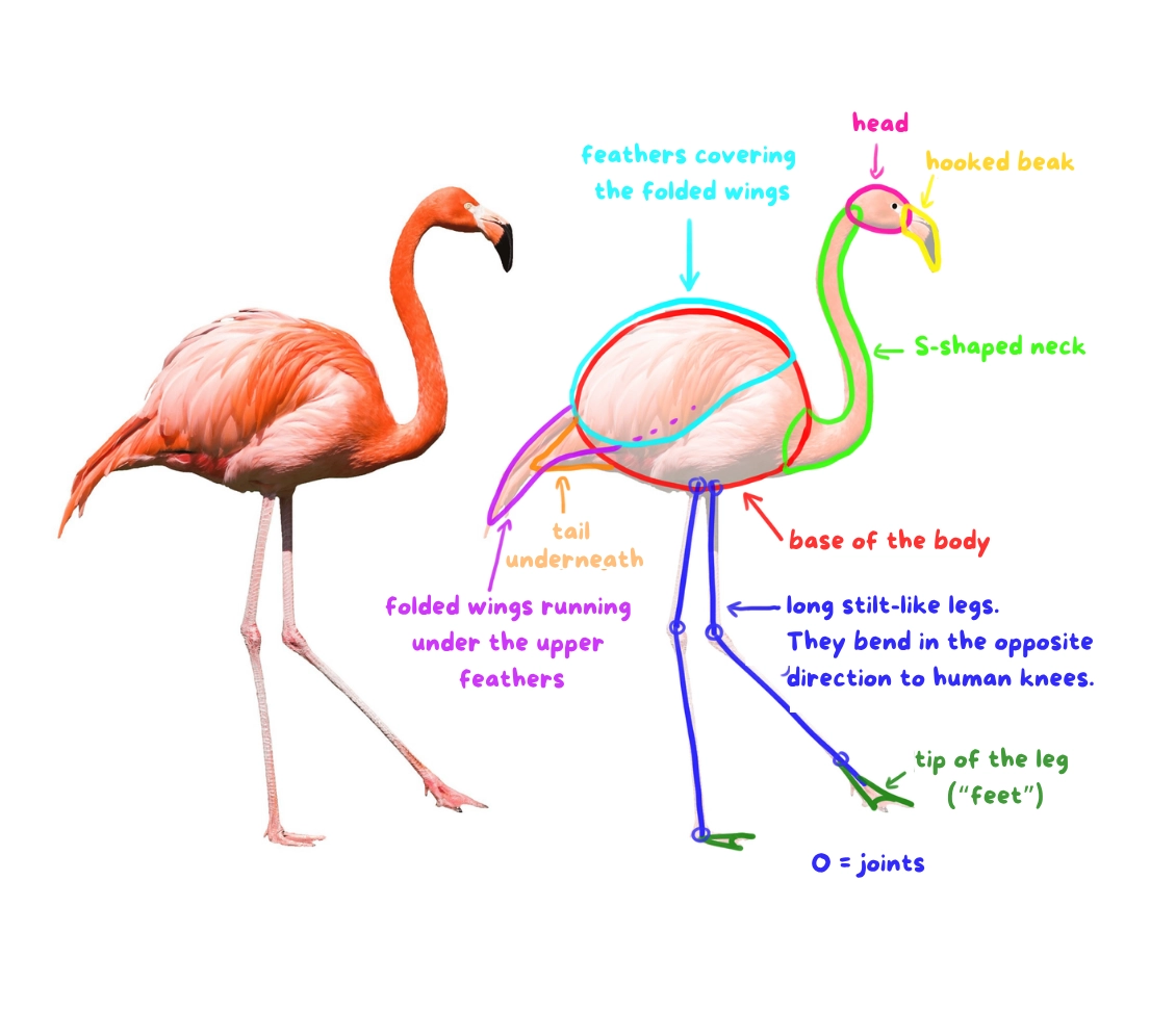 diagram of a pink flamingo
