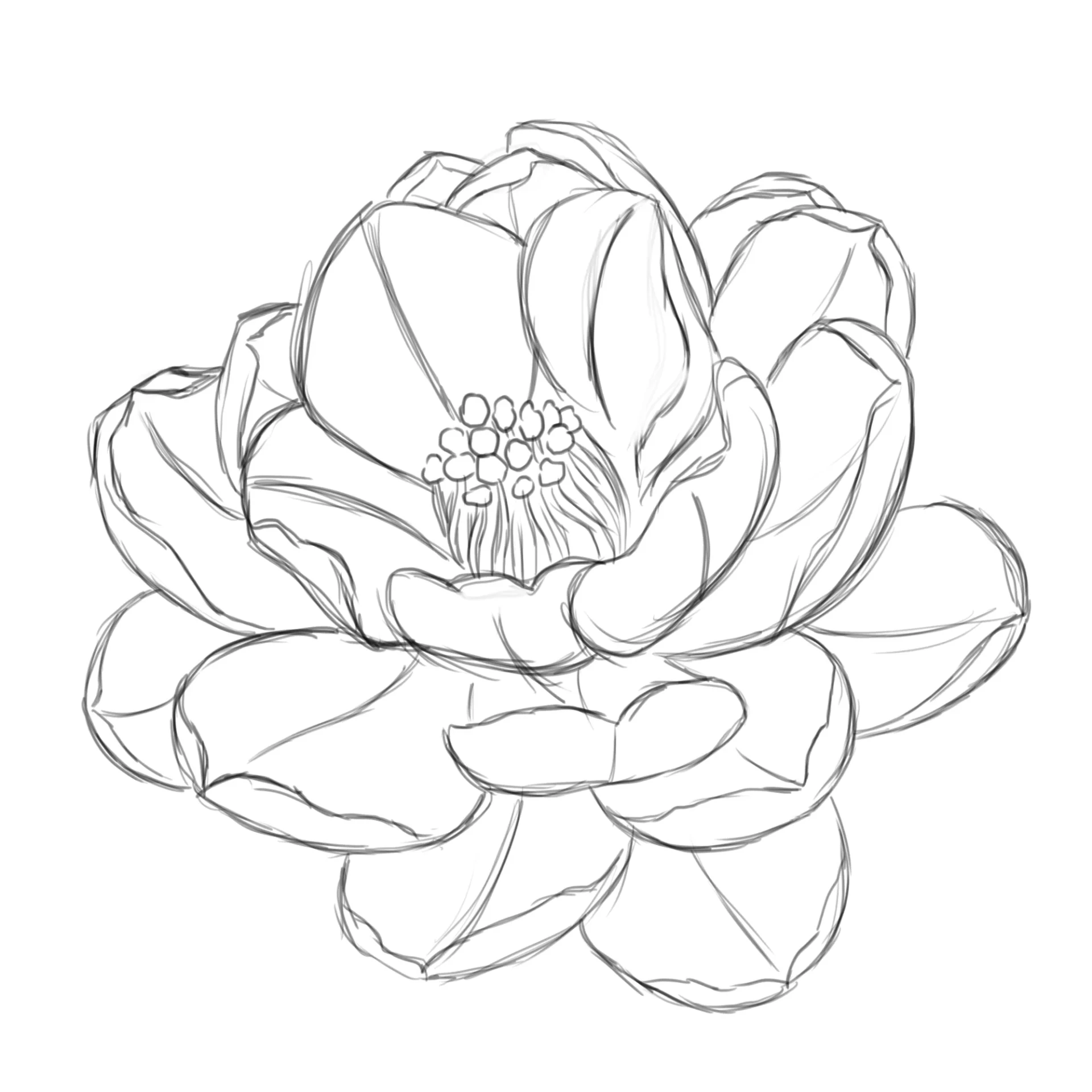 dessiner des couches de pétales d’une fleur de camélia