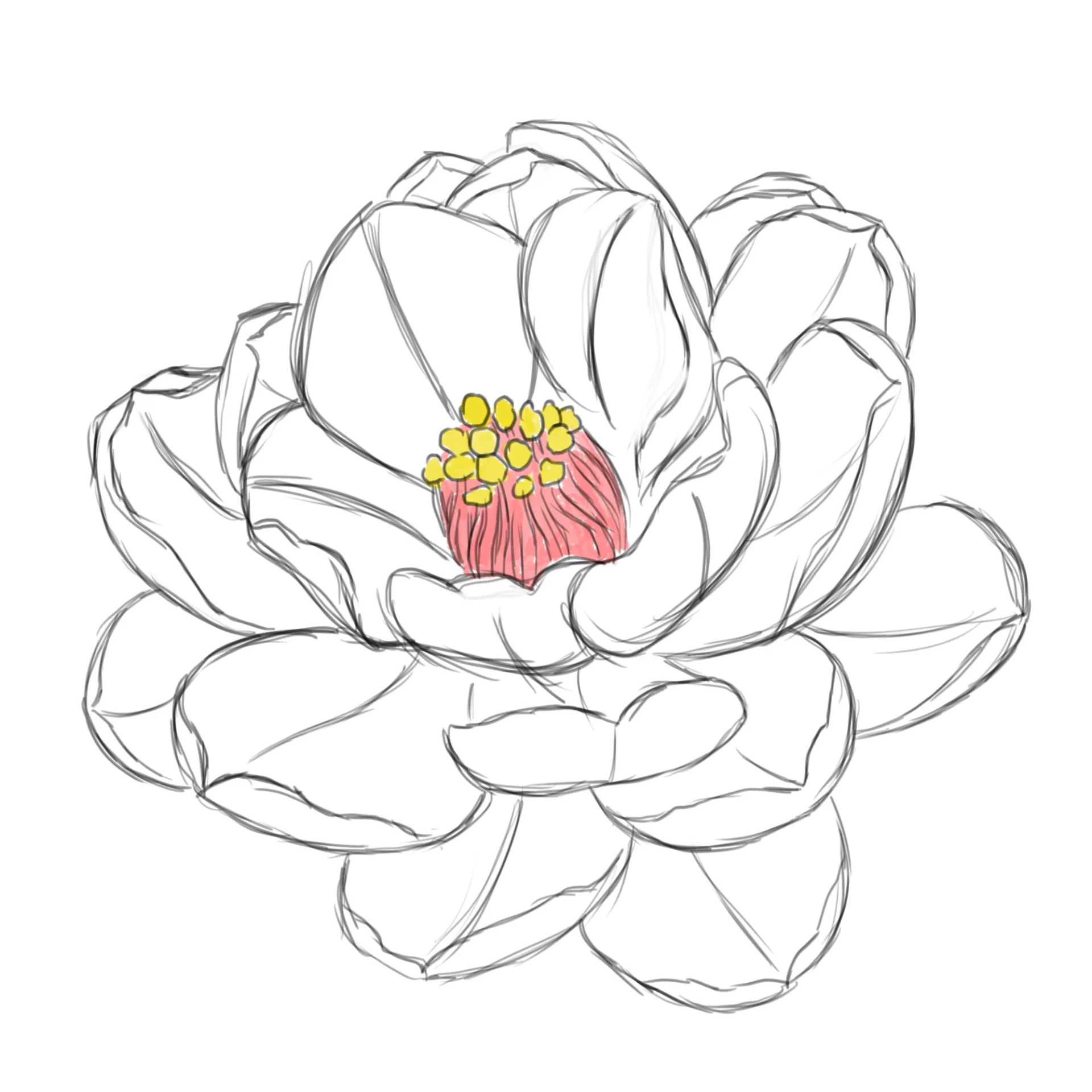 dessiner la couleur d’une fleur de camélia