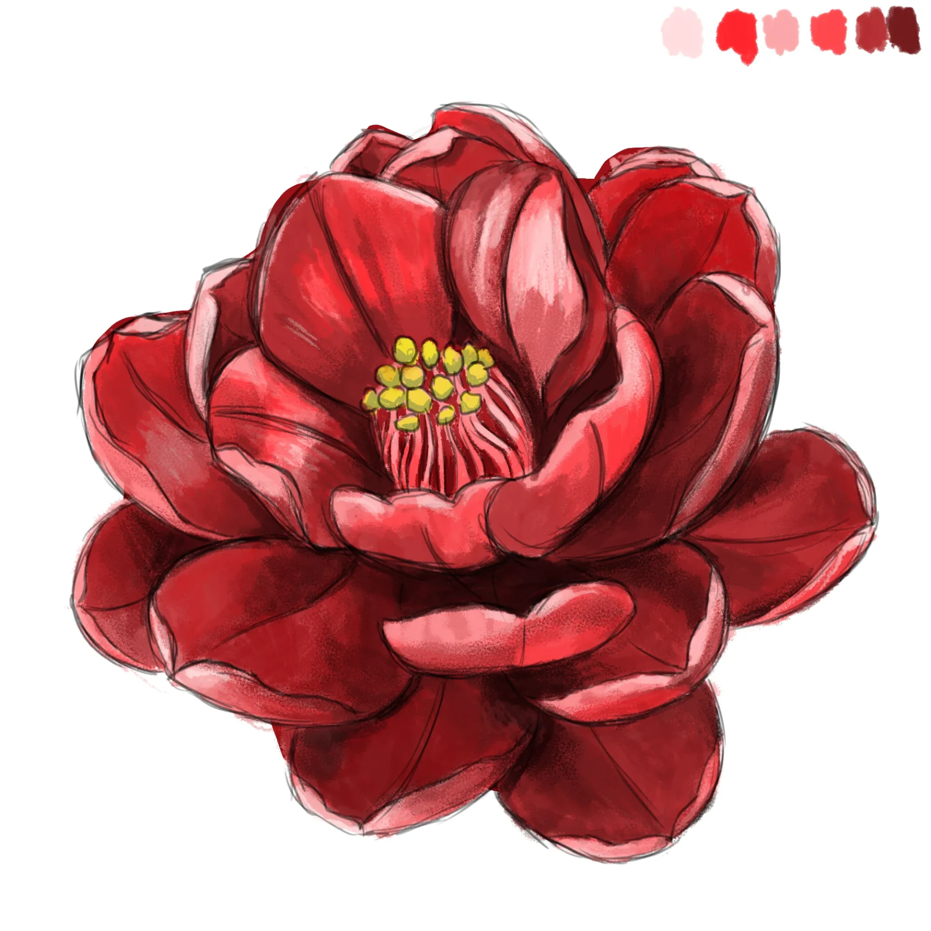 dessiner les détails d’une fleur de camélia