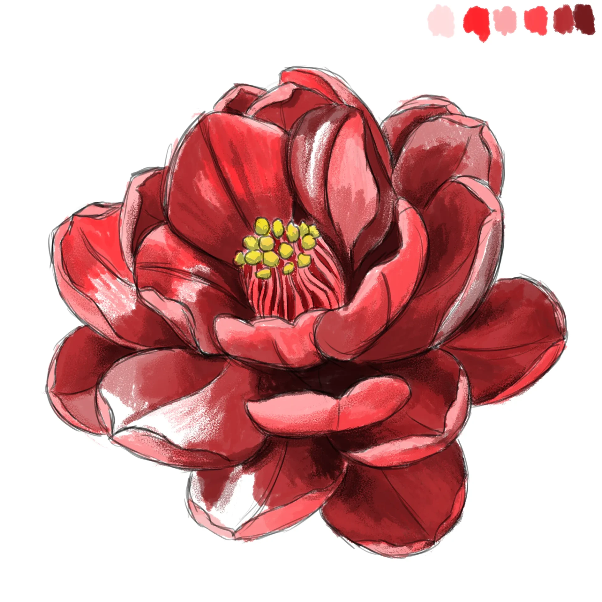 dessiner les détails des ombres d’une fleur de camélia