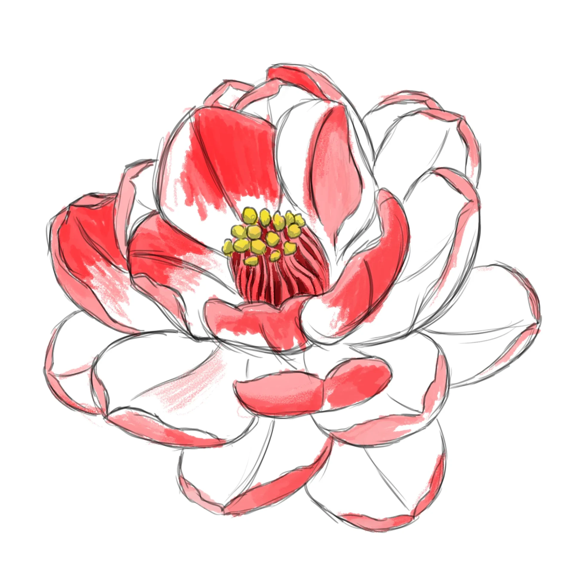 dessiner les détails d’une fleur de camélia