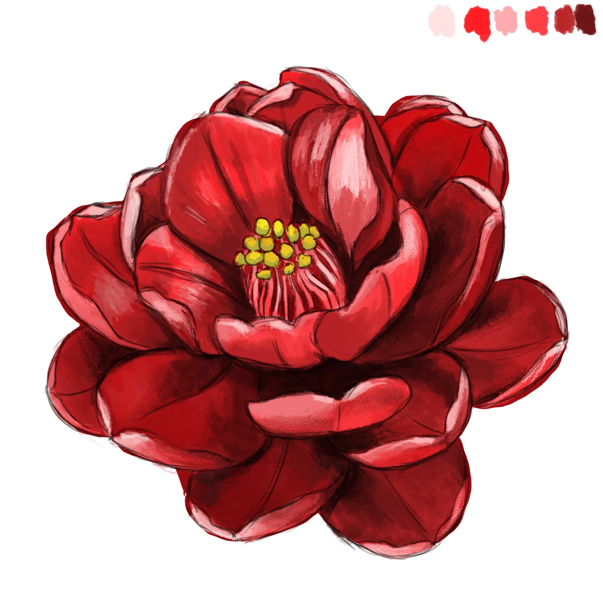 dessiner de fleur de camélia