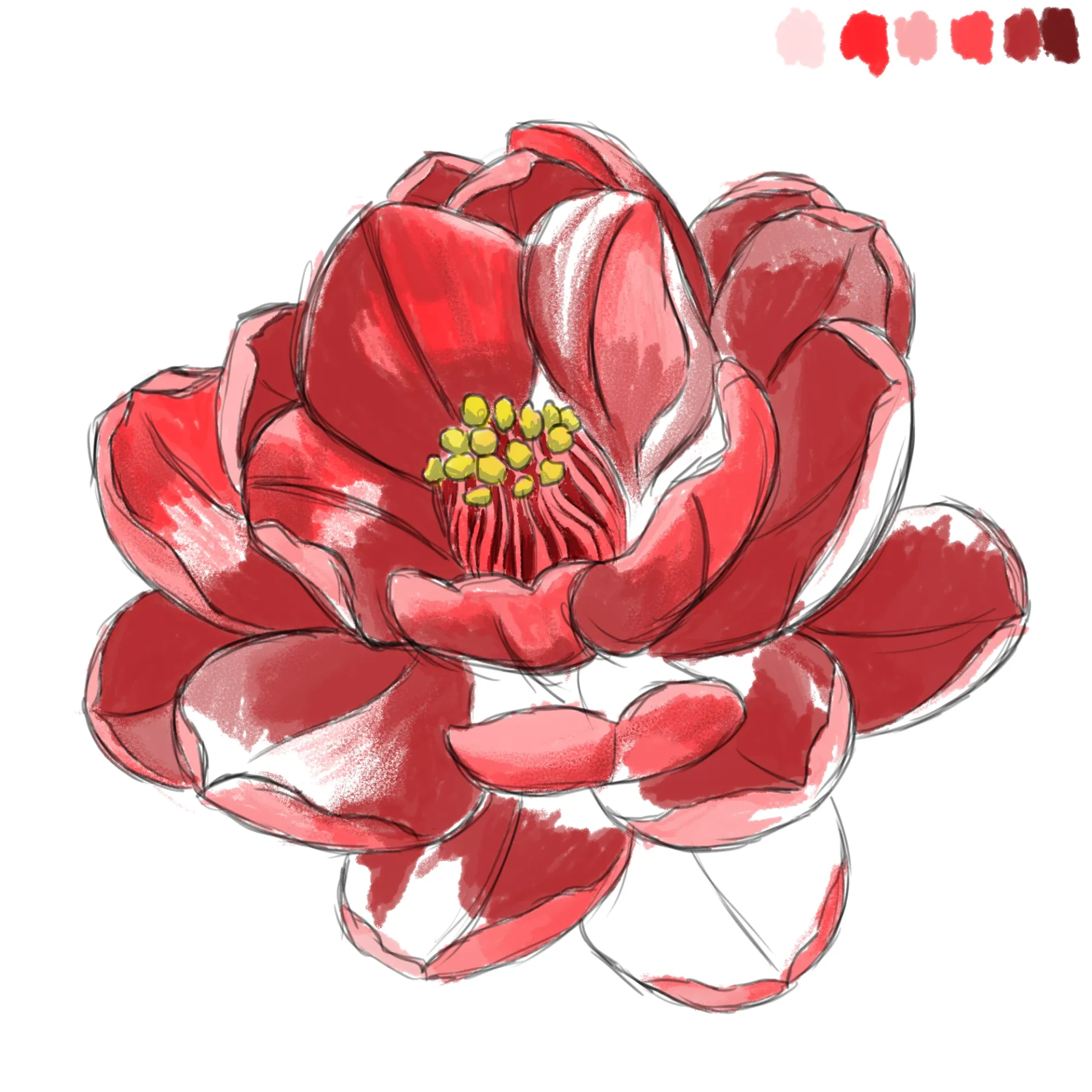 dessiner les ombres d’une fleur de camélia