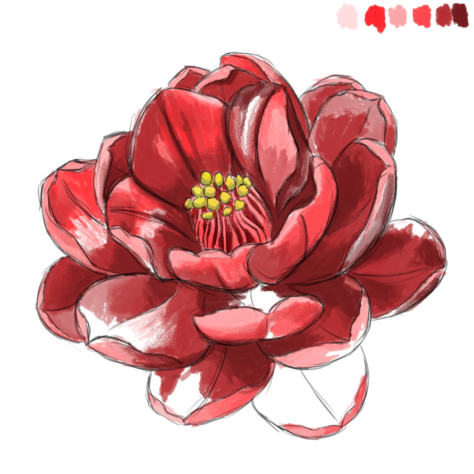 dessiner les ombres des pétales d’une fleur de camélia