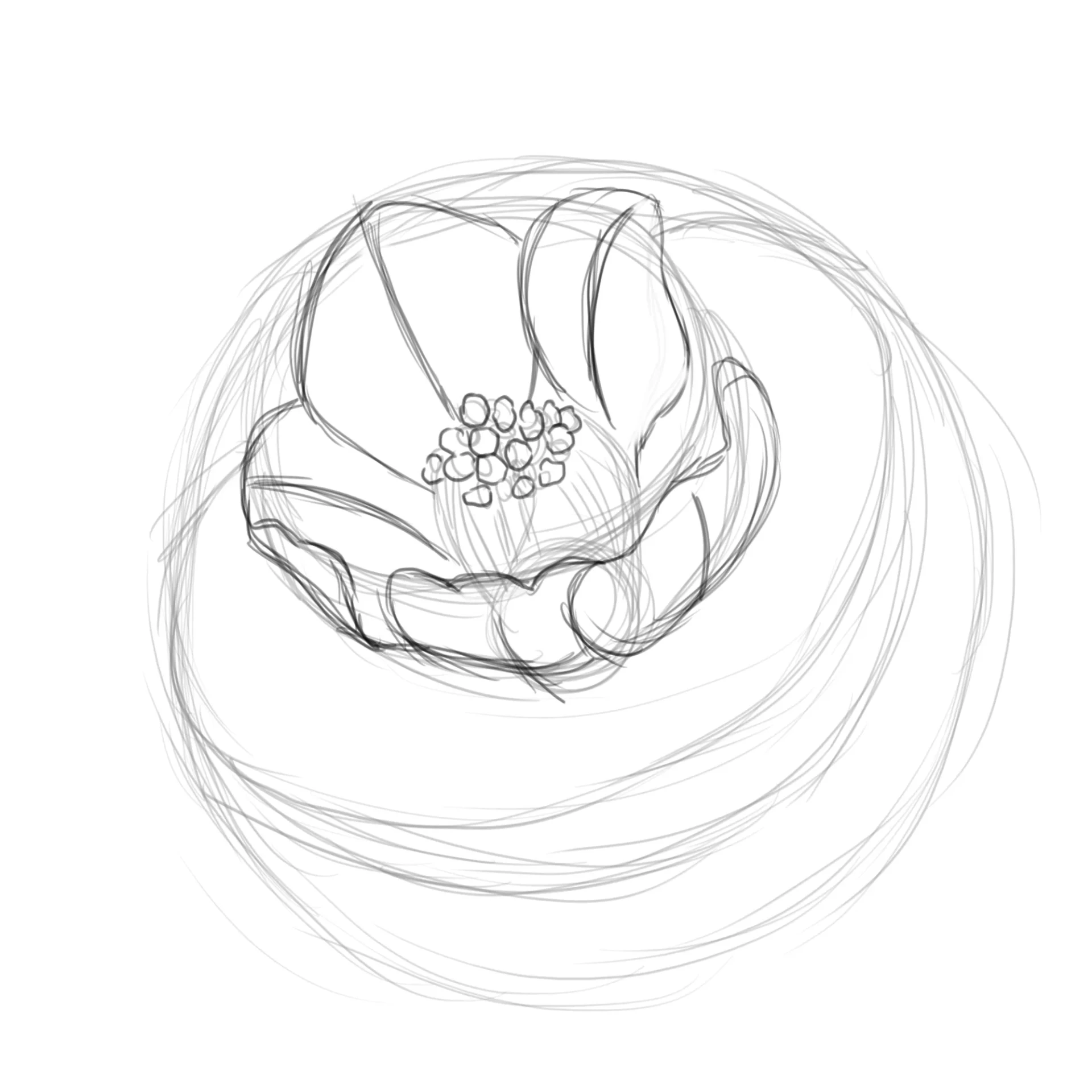 dessiner les pétales d’une fleur de camélia