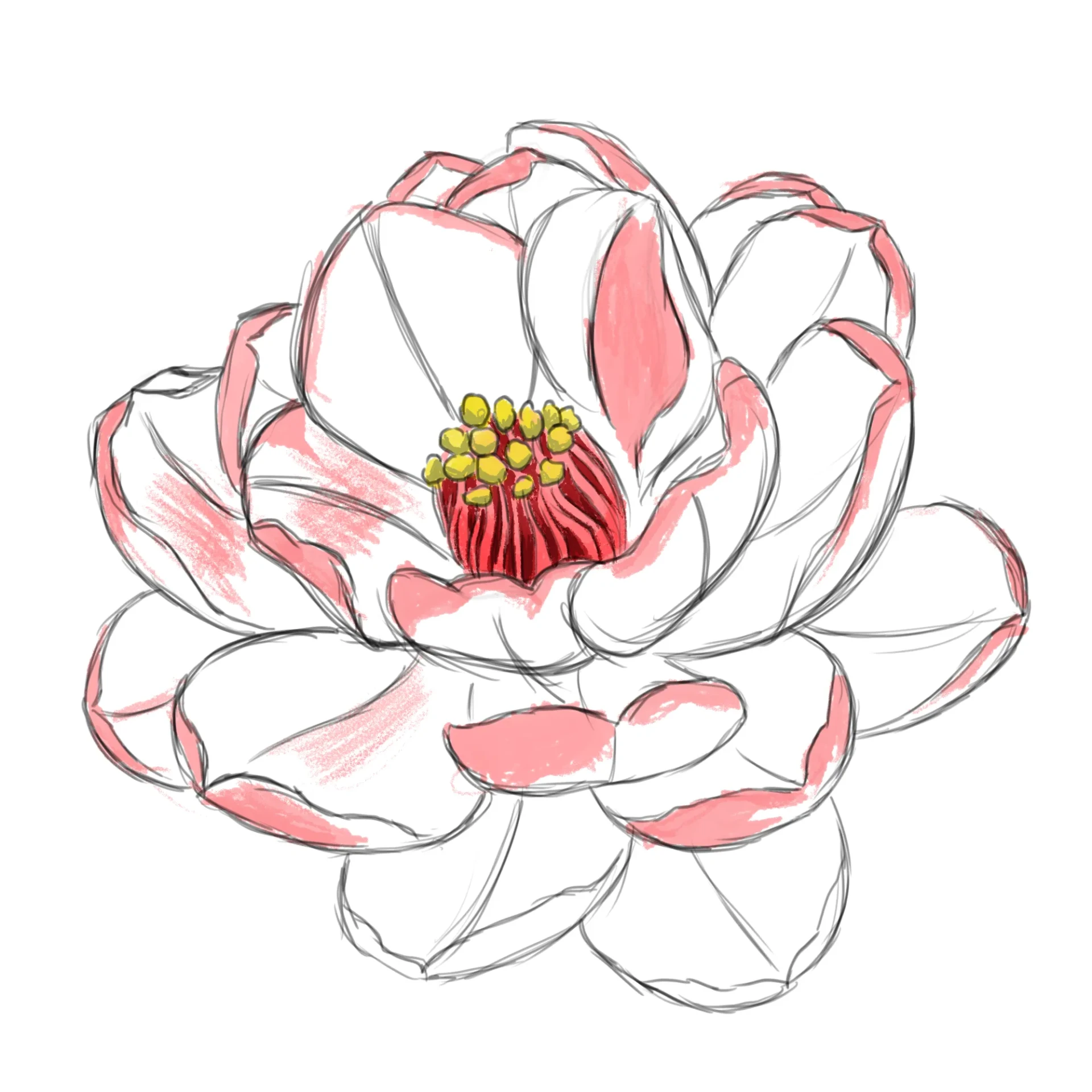 dessiner les plis d’une fleur de camélia