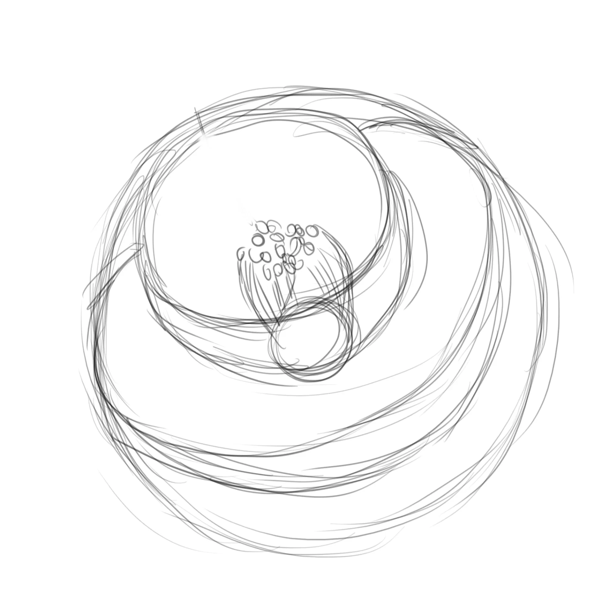dessiner la structure d’une fleur de camélia
