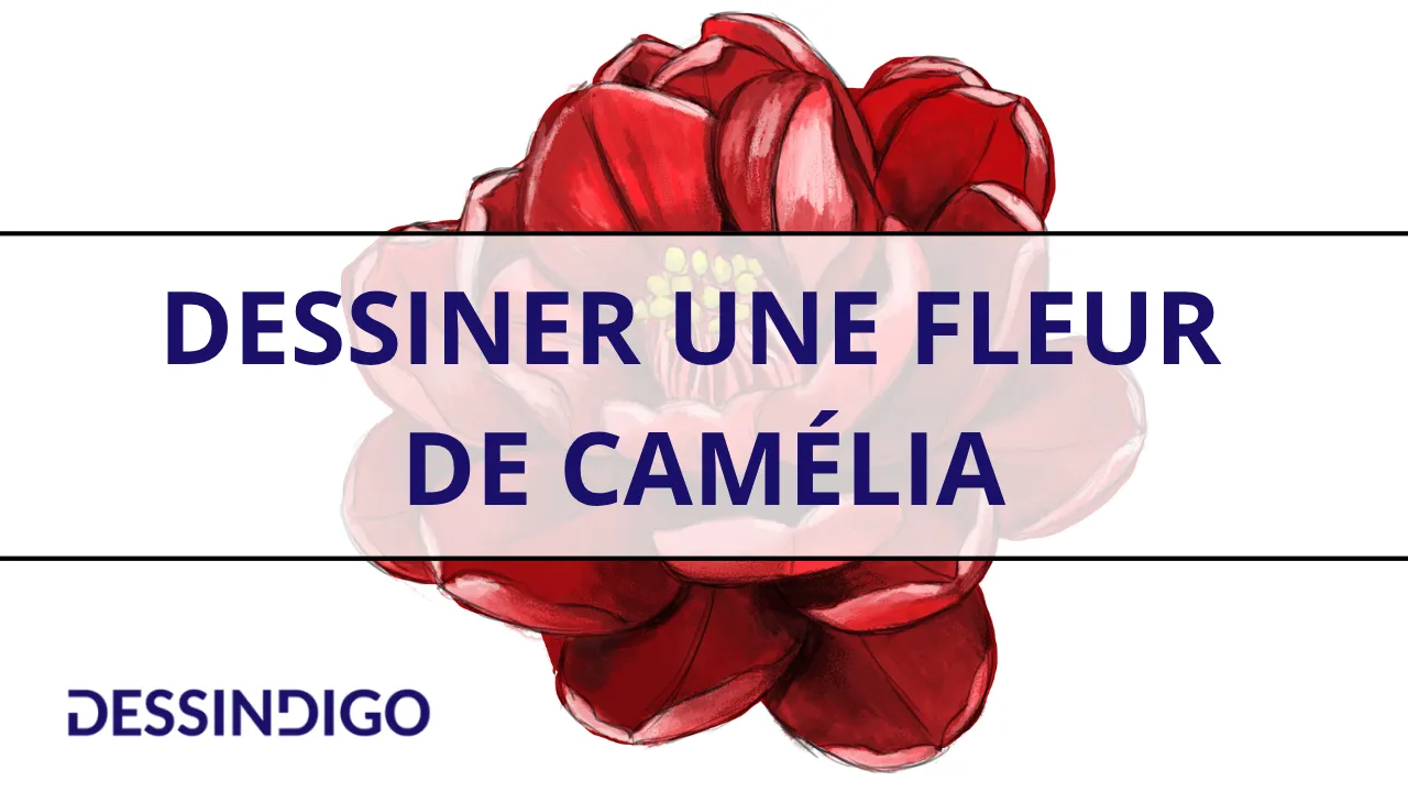 Dessiner une fleur de camélia