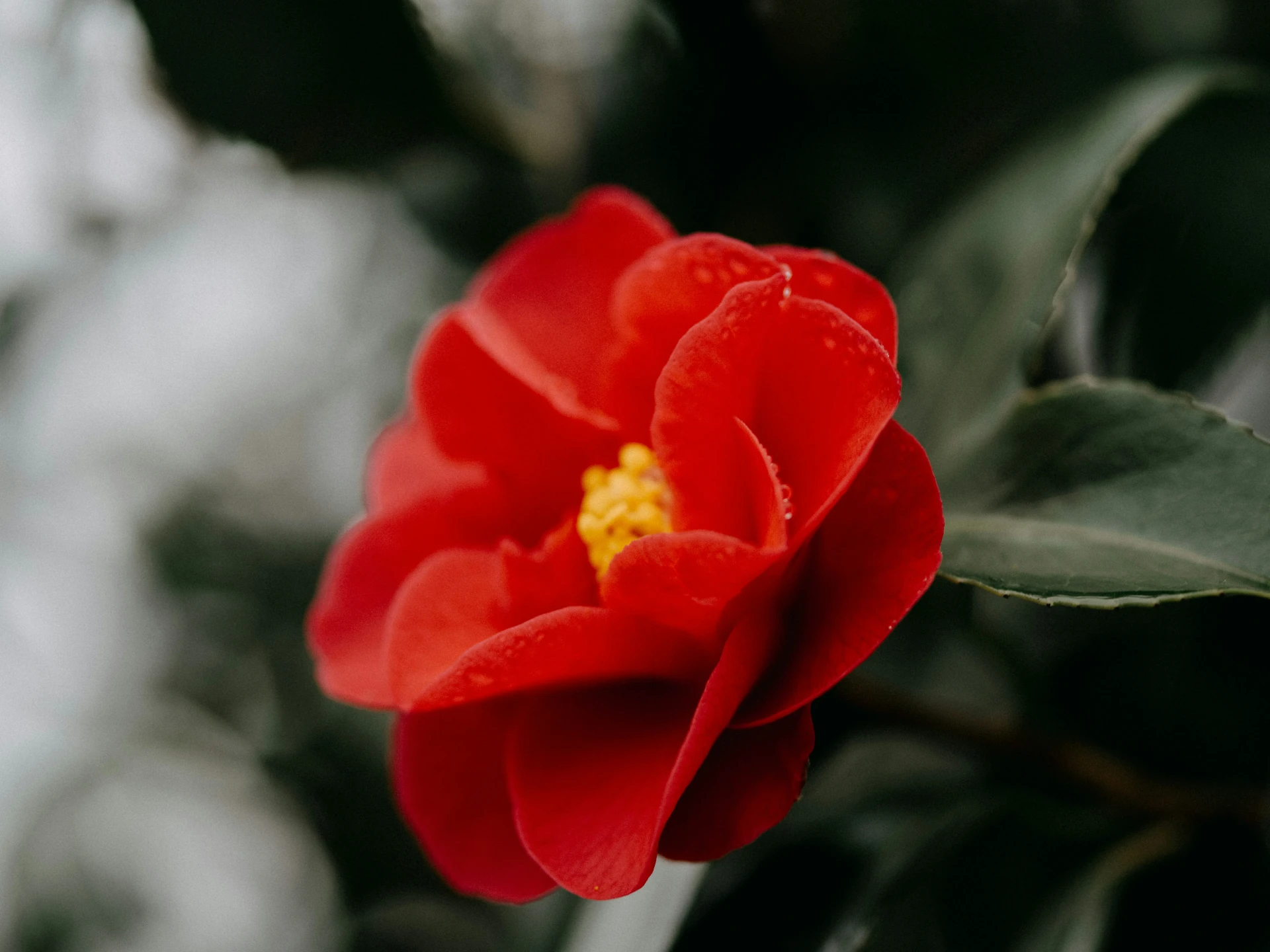 photo d’une fleur de camélia