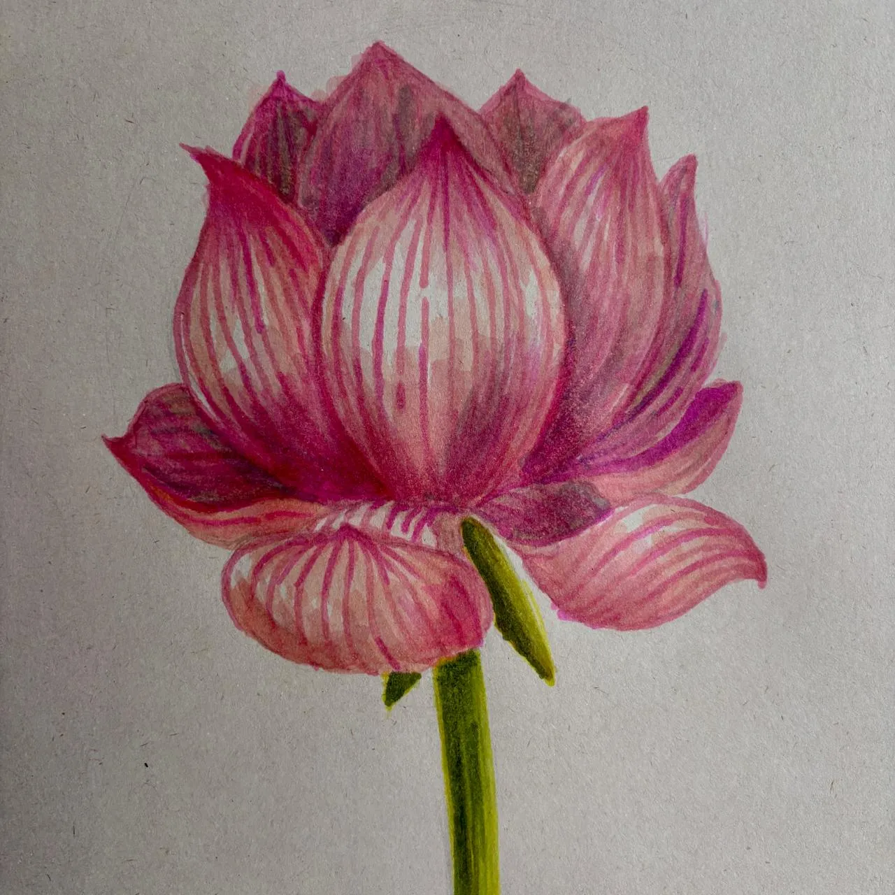 dessin d’une fleur de lotus